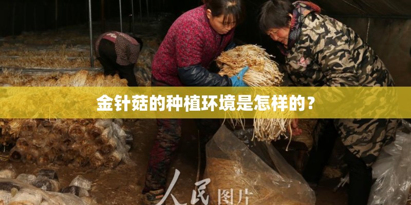 金针菇的种植环境是怎样的？