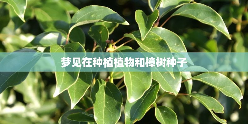 梦见在种植植物和樟树种子 梦见在种植植物和樟树种子