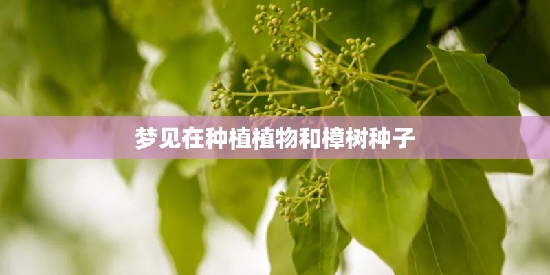 青海雪莲的栽培要点
