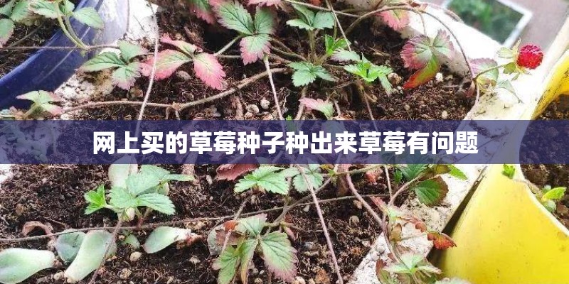 网上买的草莓种子种出来草莓有问题
