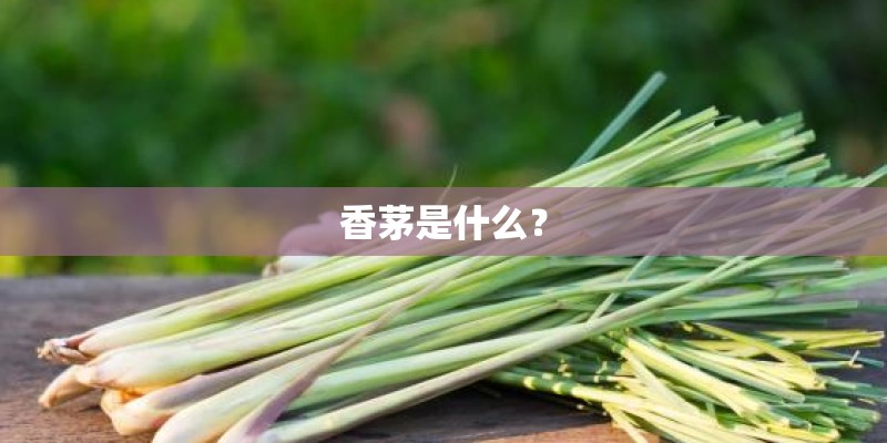 香茅是什么？