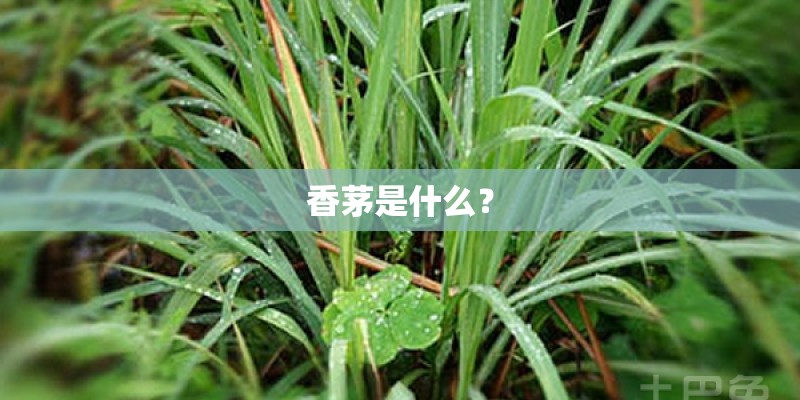 香茅是什么？