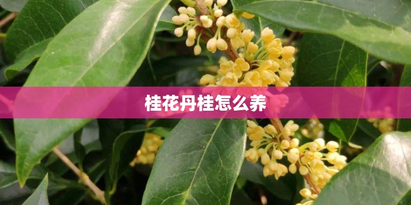 桂花丹桂怎么养