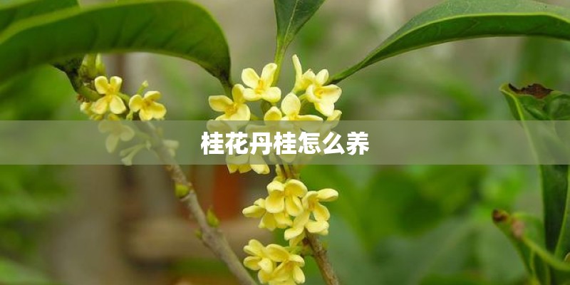 桂花丹桂怎么养