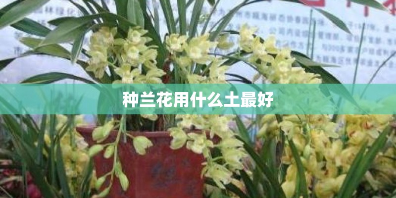 种兰花用什么土最好