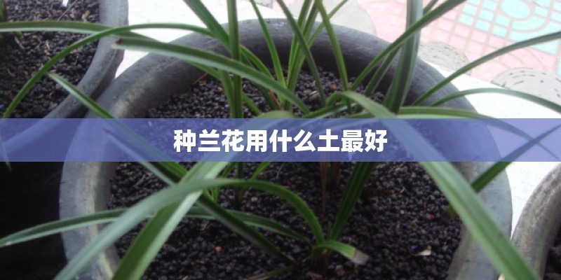 种兰花用什么土最好