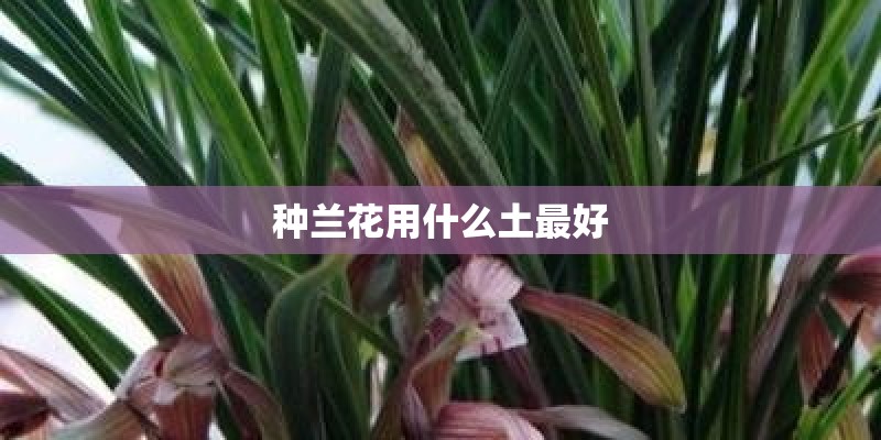 种兰花用什么土最好