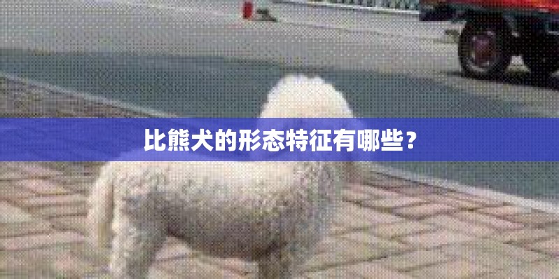 比熊犬的形态特征有哪些？