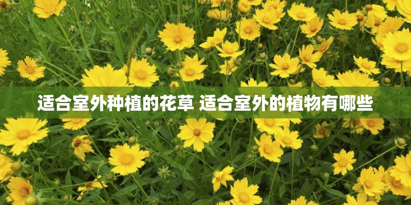 水养富贵竹水里面加白醋行吗_1 水养富贵竹水里面加白醋行吗_1