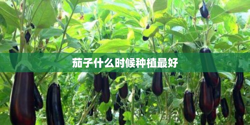 茄子什么时候种植最好