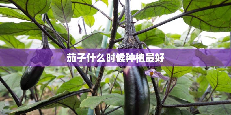 茄子什么时候种植最好