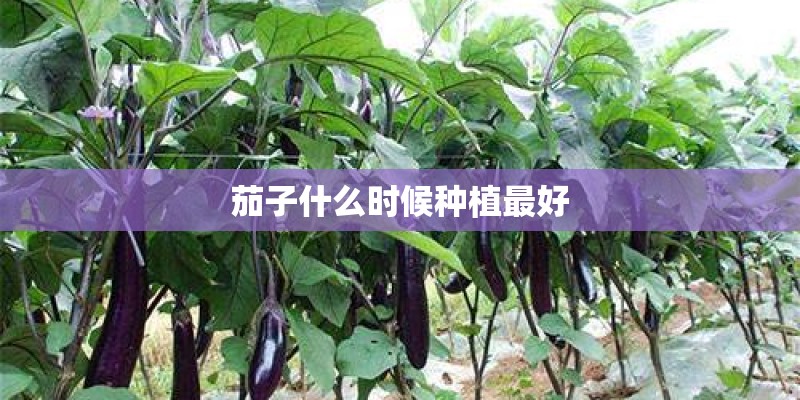 茄子什么时候种植最好