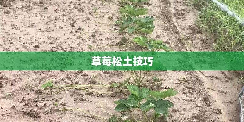 草莓松土技巧