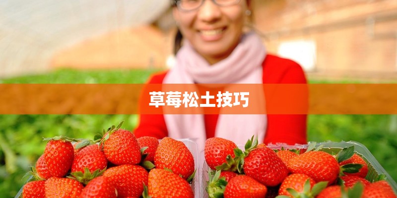 草莓松土技巧