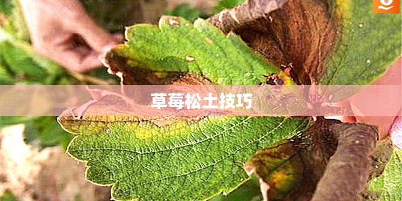 草莓松土技巧