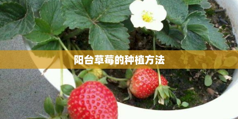 阳台草莓的种植方法