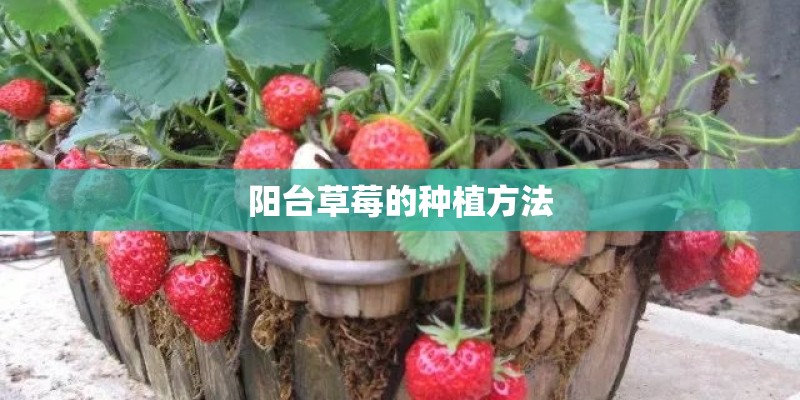 阳台草莓的种植方法