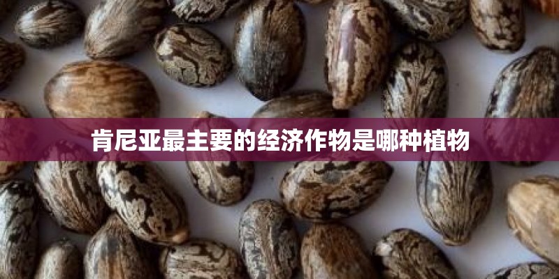 肯尼亚最主要的经济作物是哪种植物