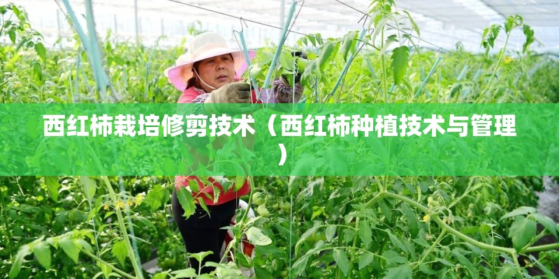 西红柿栽培修剪技术（西红柿种植技术与管理）
