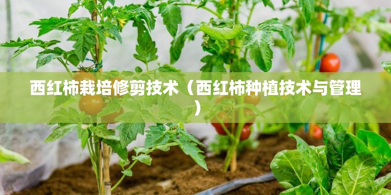 西红柿栽培修剪技术（西红柿种植技术与管理）