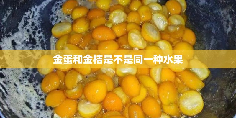 金蛋和金桔是不是同一种水果