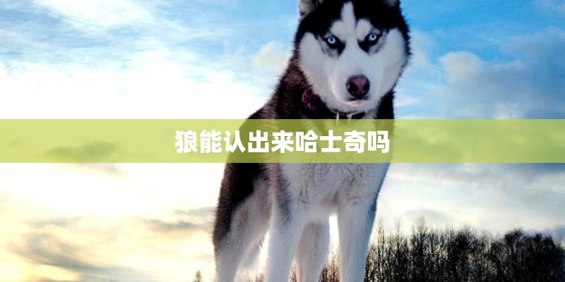 狼能认出来哈士奇吗