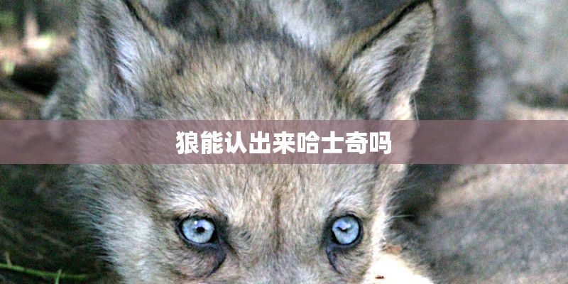 狼能认出来哈士奇吗