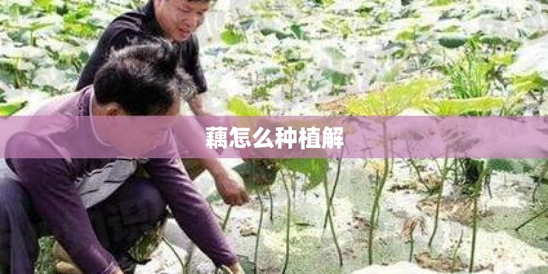 藕怎么种植解