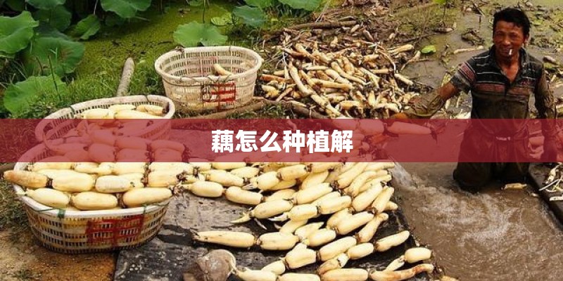 藕怎么种植解