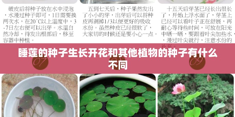 睡莲的种子生长开花和其他植物的种子有什么不同