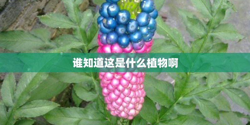 谁知道这是什么植物啊
