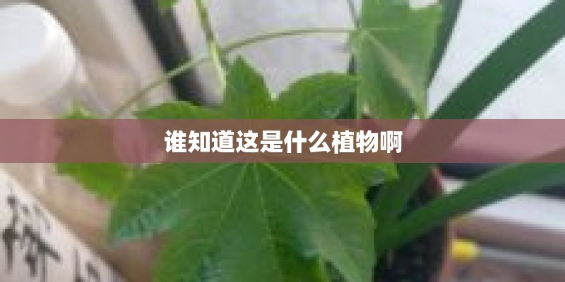 谁知道这是什么植物啊