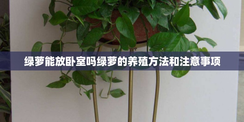 绿萝能放卧室吗绿萝的养殖方法和注意事项