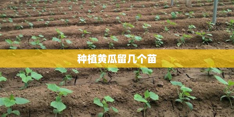 种植黄瓜留几个苗