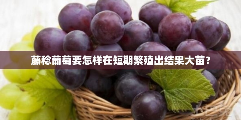 藤稔葡萄要怎样在短期繁殖出结果大苗？