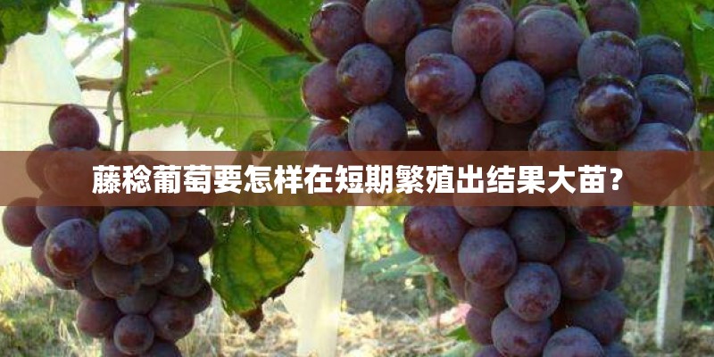 藤稔葡萄要怎样在短期繁殖出结果大苗？