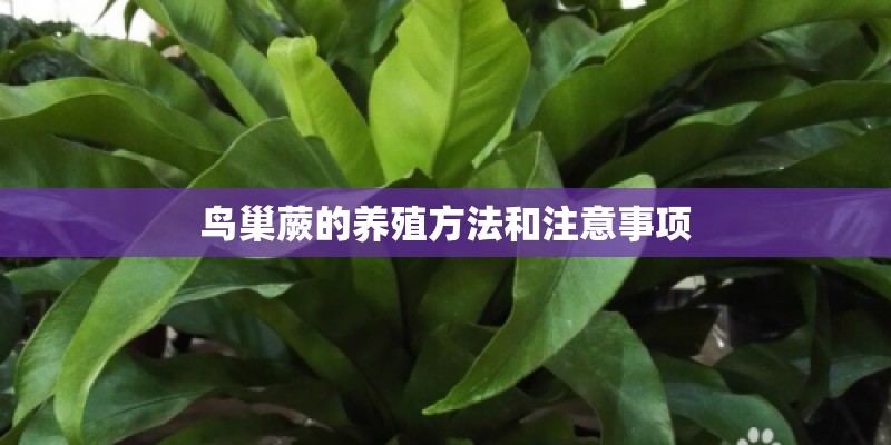 鸟巢蕨的养殖方法和注意事项