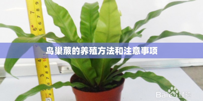 鸟巢蕨的养殖方法和注意事项