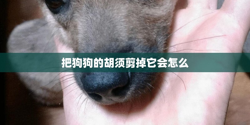 把狗狗的胡须剪掉它会怎么