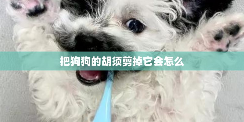 把狗狗的胡须剪掉它会怎么