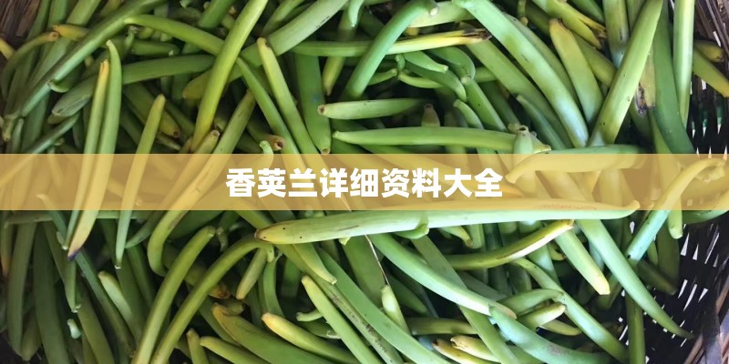 香荚兰详细资料大全