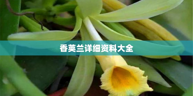 香荚兰详细资料大全