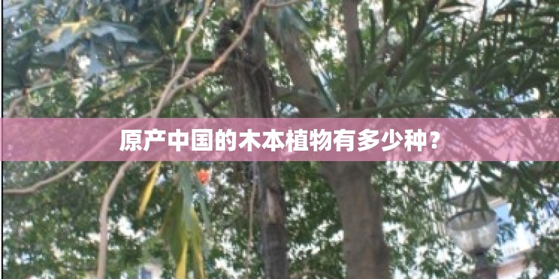 原产中国的木本植物有多少种？