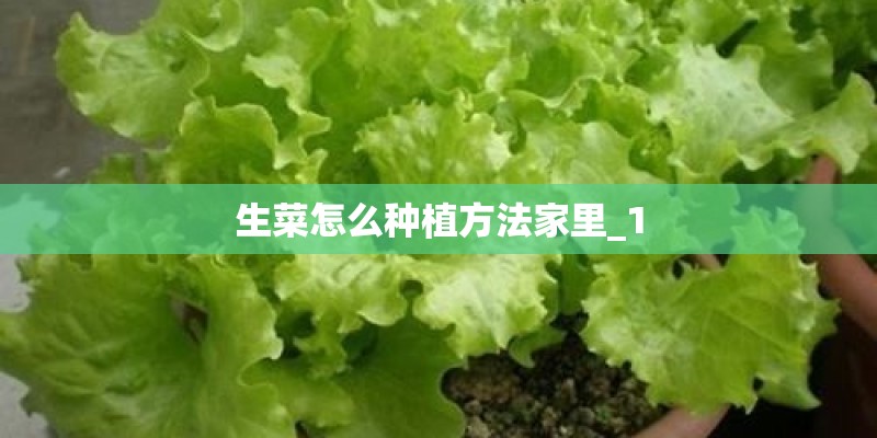 生菜怎么种植方法家里_1