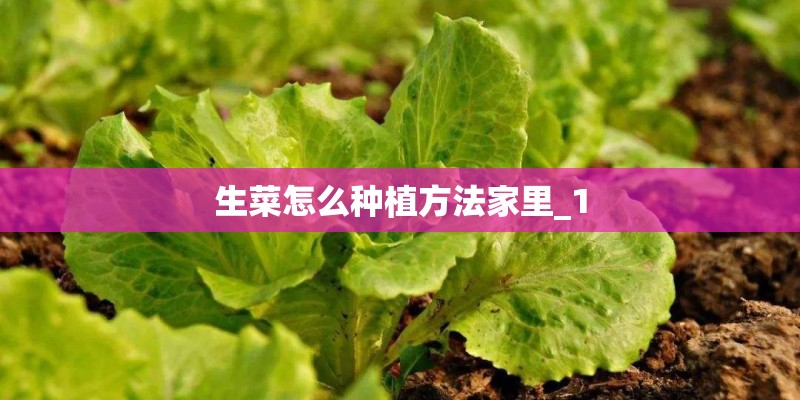 生菜怎么种植方法家里_1