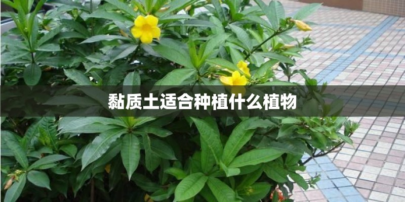 黏质土适合种植什么植物