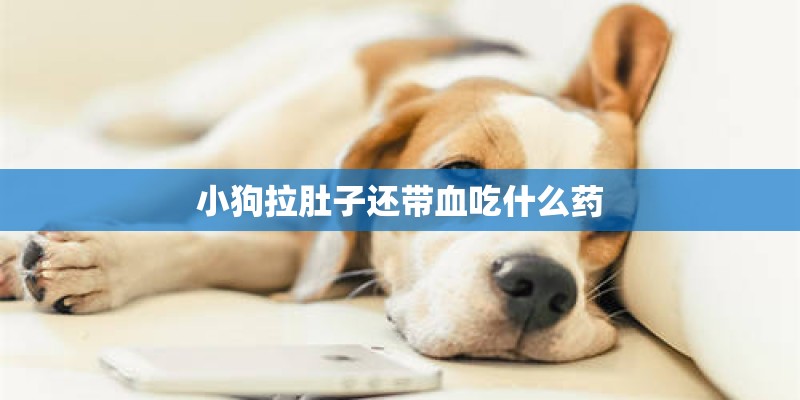 小狗拉肚子还带血吃什么药