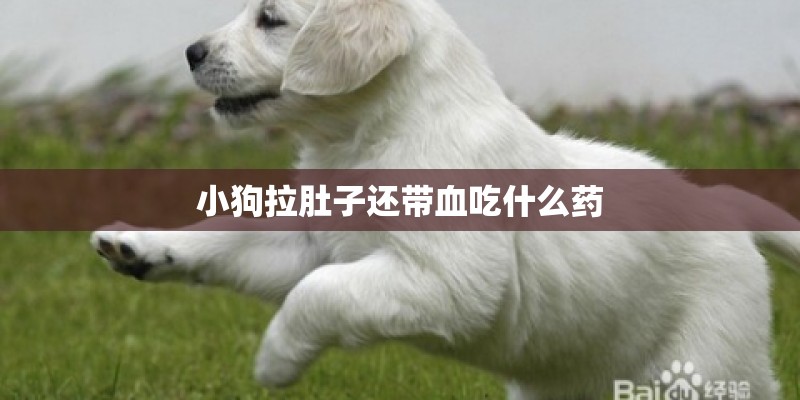 小狗拉肚子还带血吃什么药