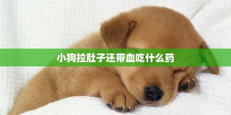 小狗拉肚子还带血吃什么药