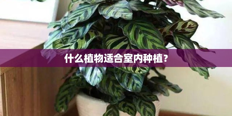 什么植物适合室内种植？